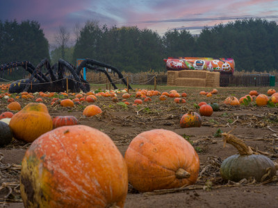 A field of pumpkins with a giant spider and a graffitied tanker in the distance